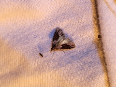 Eudonia submarginalis