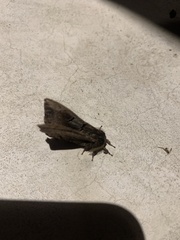 Sphingomorpha chlorea