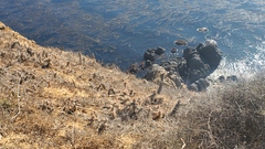 Cylindropuntia prolifera