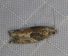 Epinotia nisella