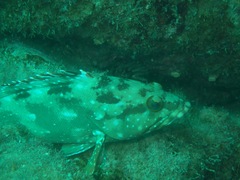 Epinephelus labriformis