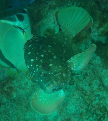Epinephelus labriformis