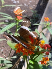 Anartia fatima colima