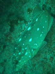 Epinephelus labriformis