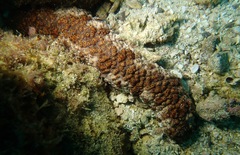 Holothuria fuscocinerea