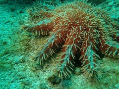 Acanthaster planci