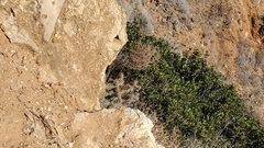 Cylindropuntia prolifera