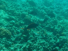 Cephalopholis colonus