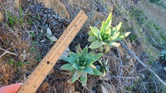 Dudleya virens insularis
