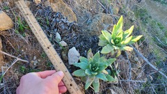 Dudleya virens insularis