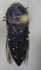 Acmaeodera