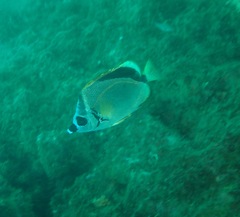 Johnrandallia nigrirostris