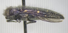 Acmaeodera