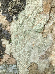 Lecanora layana