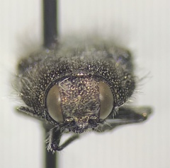 Acmaeodera