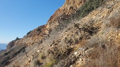 Cylindropuntia prolifera