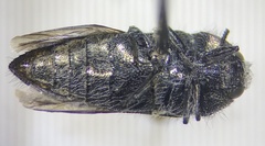 Acmaeodera