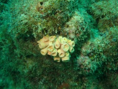 Tubastraea coccinea