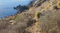 Cylindropuntia prolifera