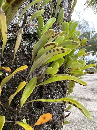 Pyrrosia serpens observed 2022-12-18