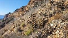 Cylindropuntia prolifera
