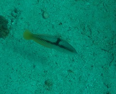 Halichoeres nicholsi