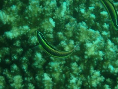 Thalassoma lucasanum