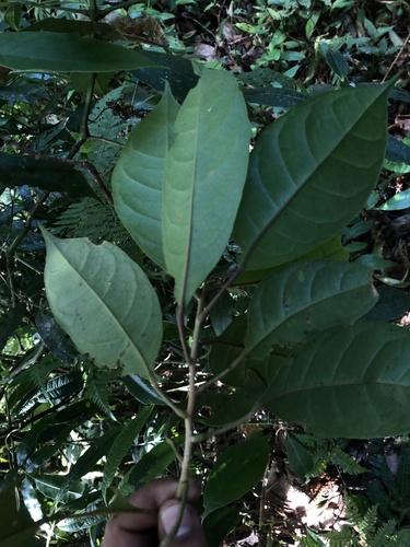 Hieronyma oblonga - Whole tree