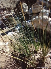 Juncus acutus