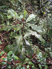 Quintinia serrata