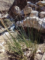 Juncus acutus
