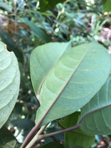 Hieronyma oblonga - Leaves