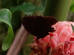 Elymnias hypermnestra