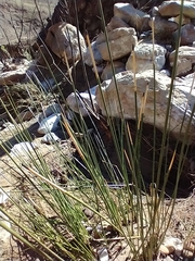 Juncus acutus