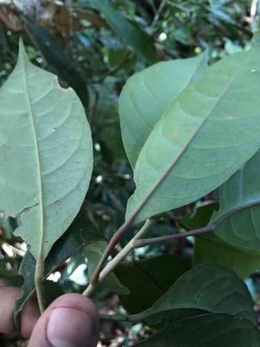 Hieronyma oblonga - Whole tree