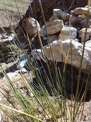 Juncus acutus