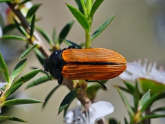 Castiarina rufipennis