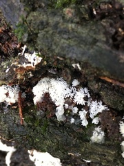 Ceratiomyxa