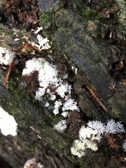 Ceratiomyxa