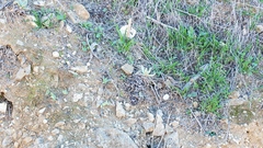 Dudleya virens insularis