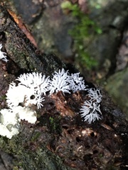 Ceratiomyxa