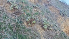 Dudleya virens insularis