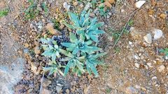 Dudleya virens insularis