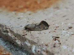 Syncometes vilis