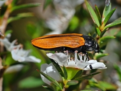Castiarina rufipennis