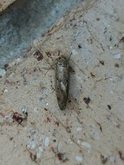 Syncometes vilis