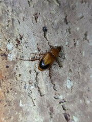 Phyllotocus macleayi