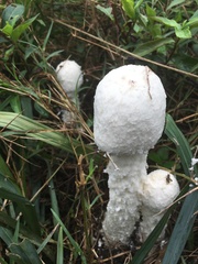 Saproamanita thiersii