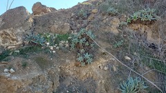 Dudleya virens insularis