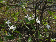 Gardenia resinifera